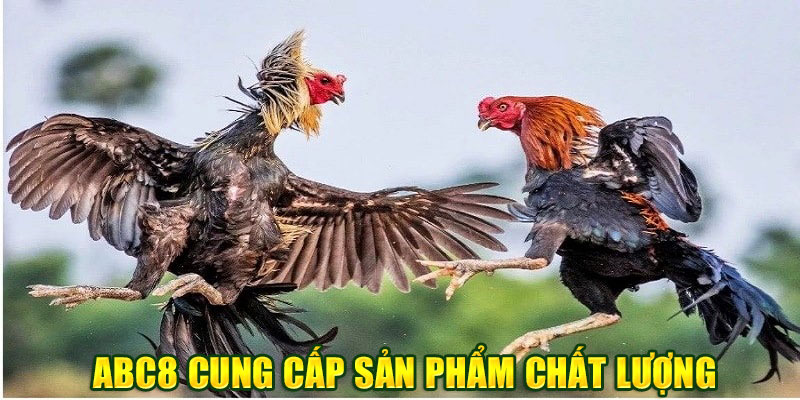 ABC8 cung cấp sảnh đá gà đa dạng chất lượng Full HD